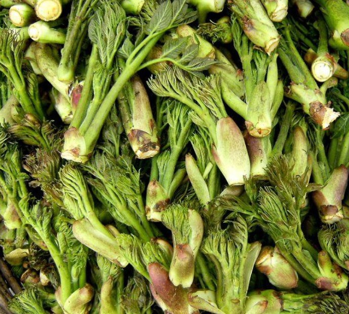 出售刺嫩芽种子刺嫩芽苗 出售处理好的东北刺嫩芽种子种苗