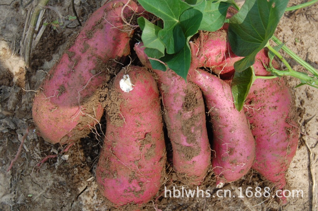 【白瓤地瓜批发 白薯批发销售 质优低价】价格,厂家,图片,薯类作物