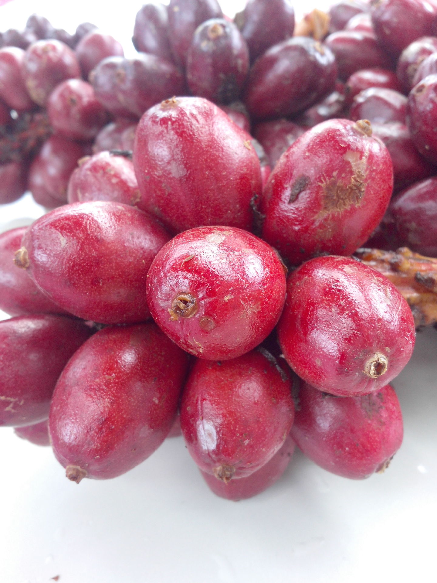 中国草果之乡的草果 质量最好 价格低(鲜品)