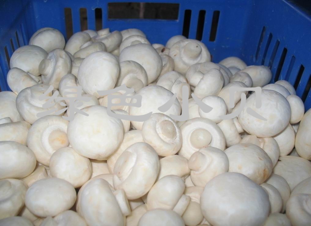 (企事业单位,学校,政府,机关)配送批发 绿色食用菌 鲜圆蘑菇