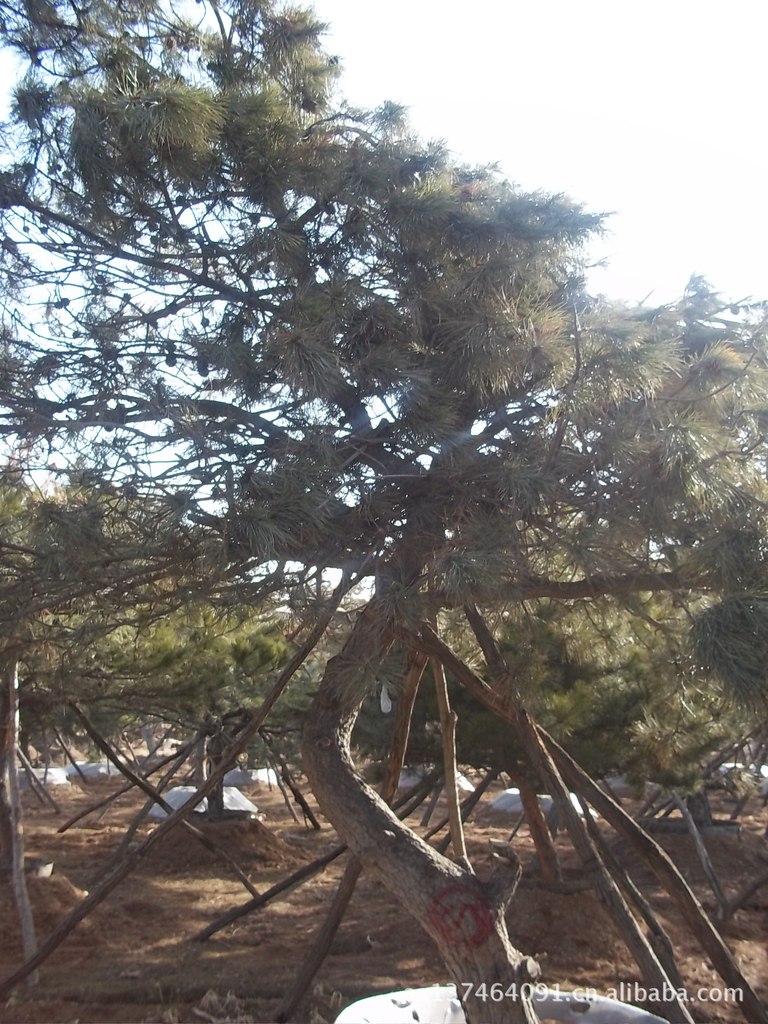 平顶松:自然界的绿色守护者