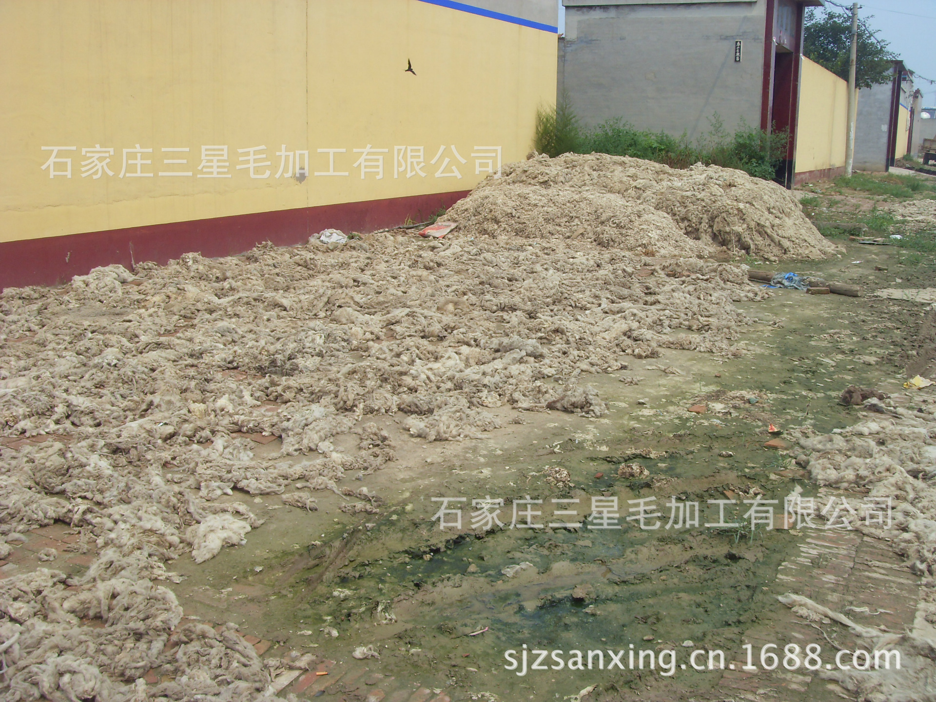 绵羊毛,山羊毛,落毛,毛渣