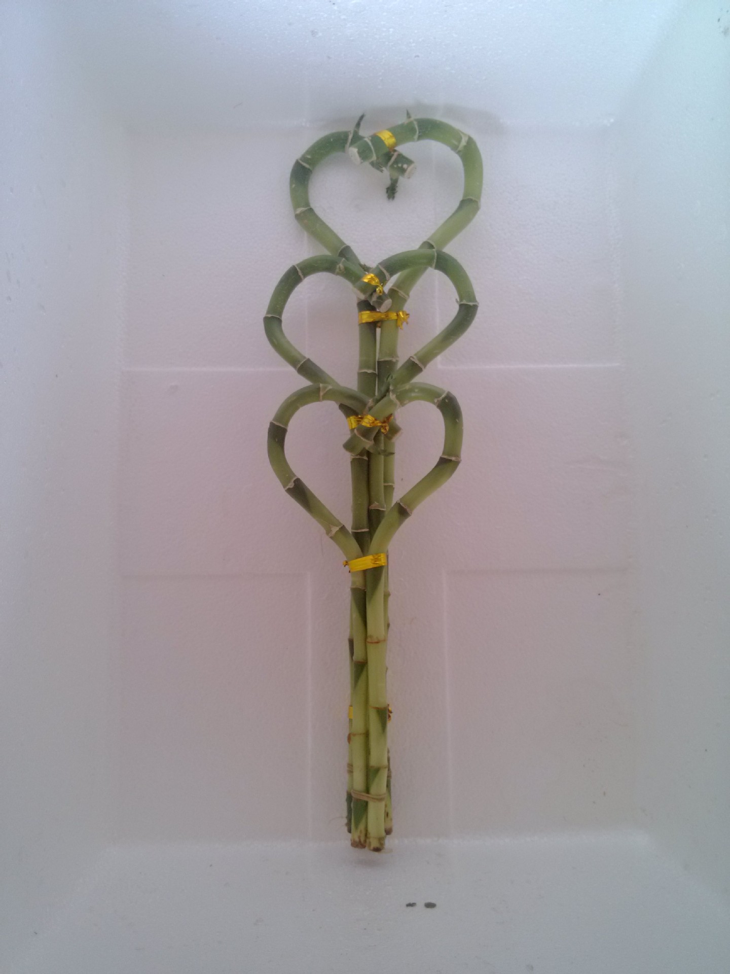 供应新造型富贵竹——心形弯竹 出口客商的首选商品!