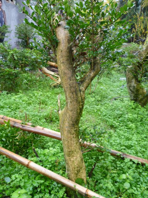 野生黄杨木树高清图片图片