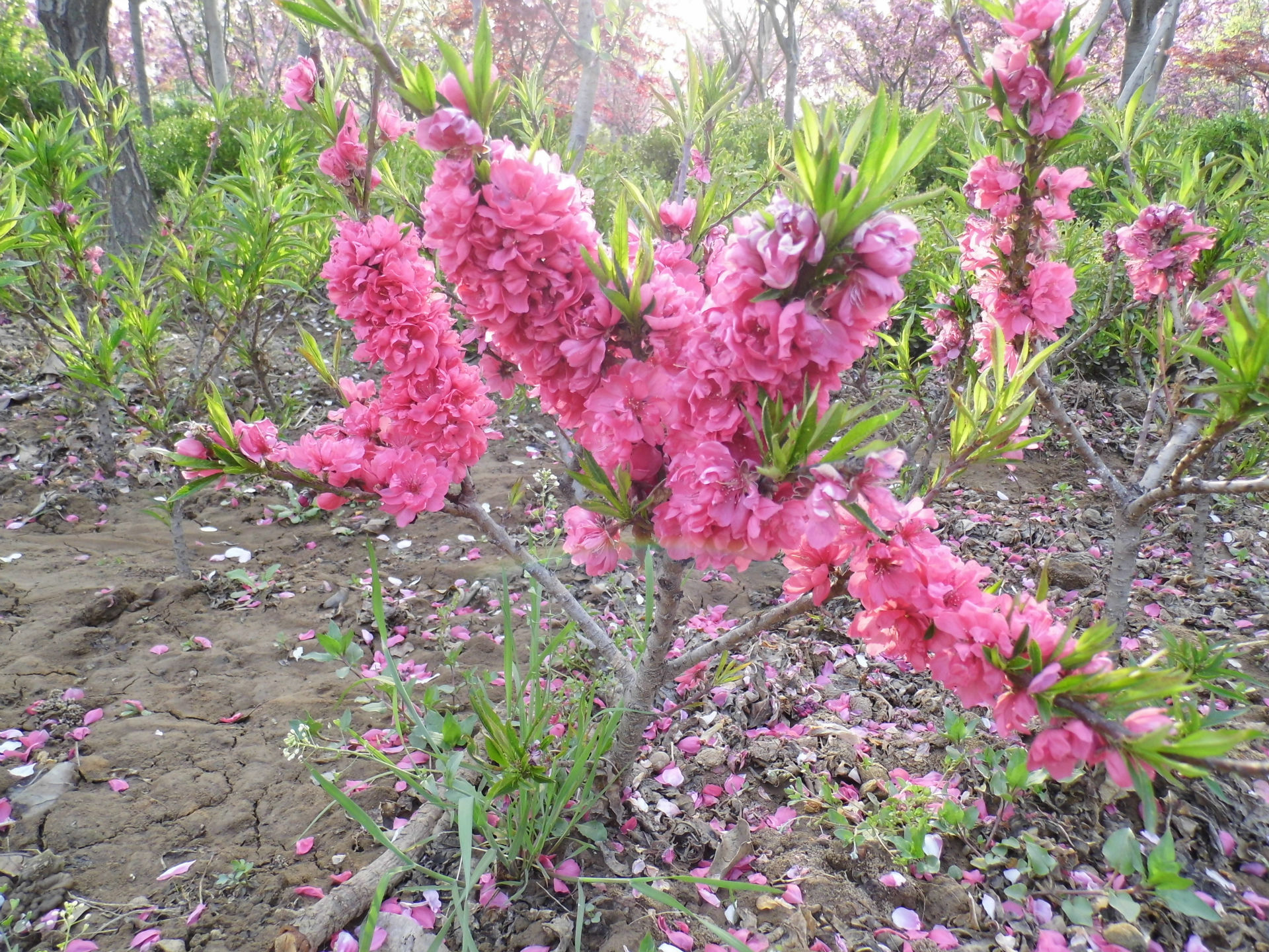 碧桃主題園小苗供應基地