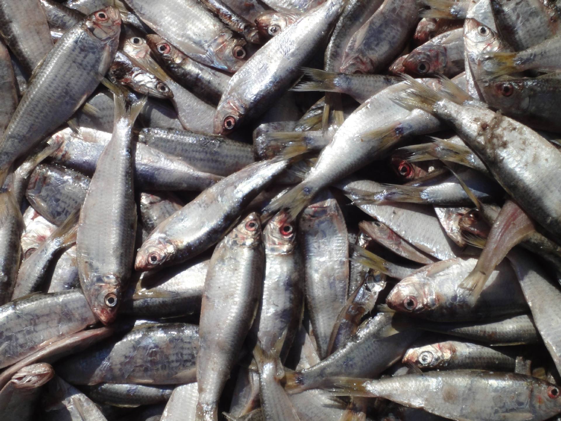 貂狐-飼料魚 青皮魚 冷凍飼料魚批發 黑魚飼料魚