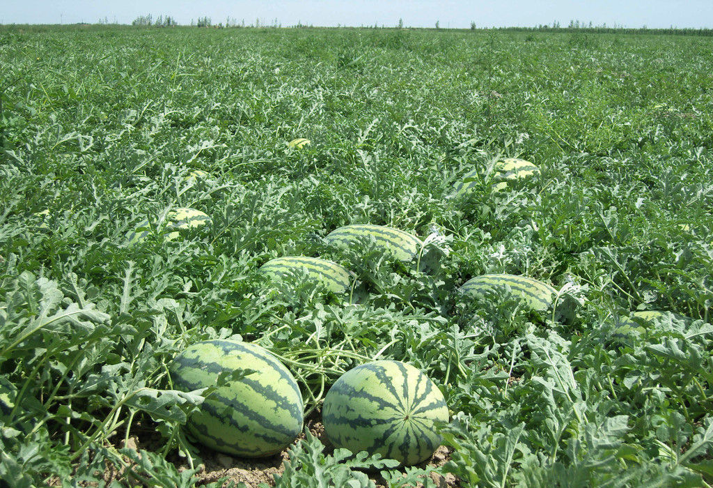 大批量无籽薄皮西瓜 周口扶沟大面积种植无公害龙卷风西瓜