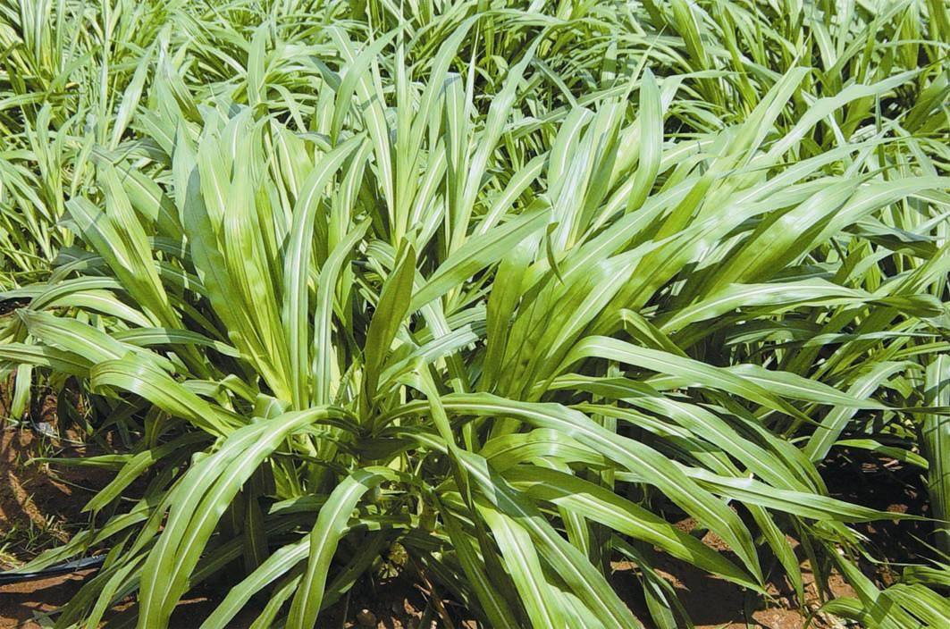 多年生杂交狼尾草草种繁育基地介绍