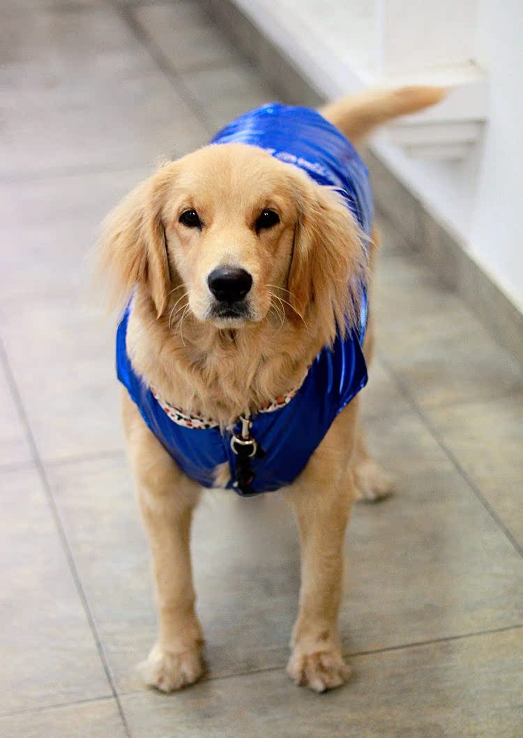 反光数字衣 宠物秋冬大狗衣服 防风防寒狗狗必备 大型犬bd002