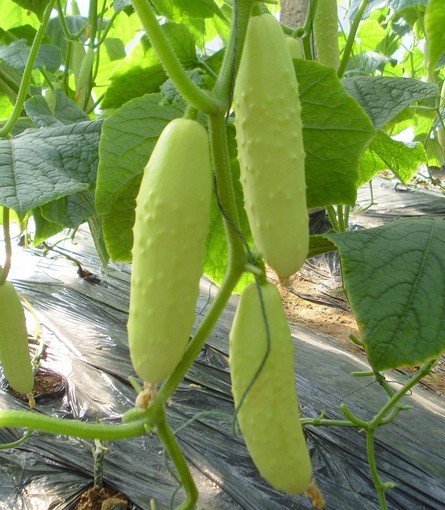 蔬菜种子 白皮黄瓜种子 黄瓜 瓜大爽脆 早熟 果皮微绿白色 10g/包