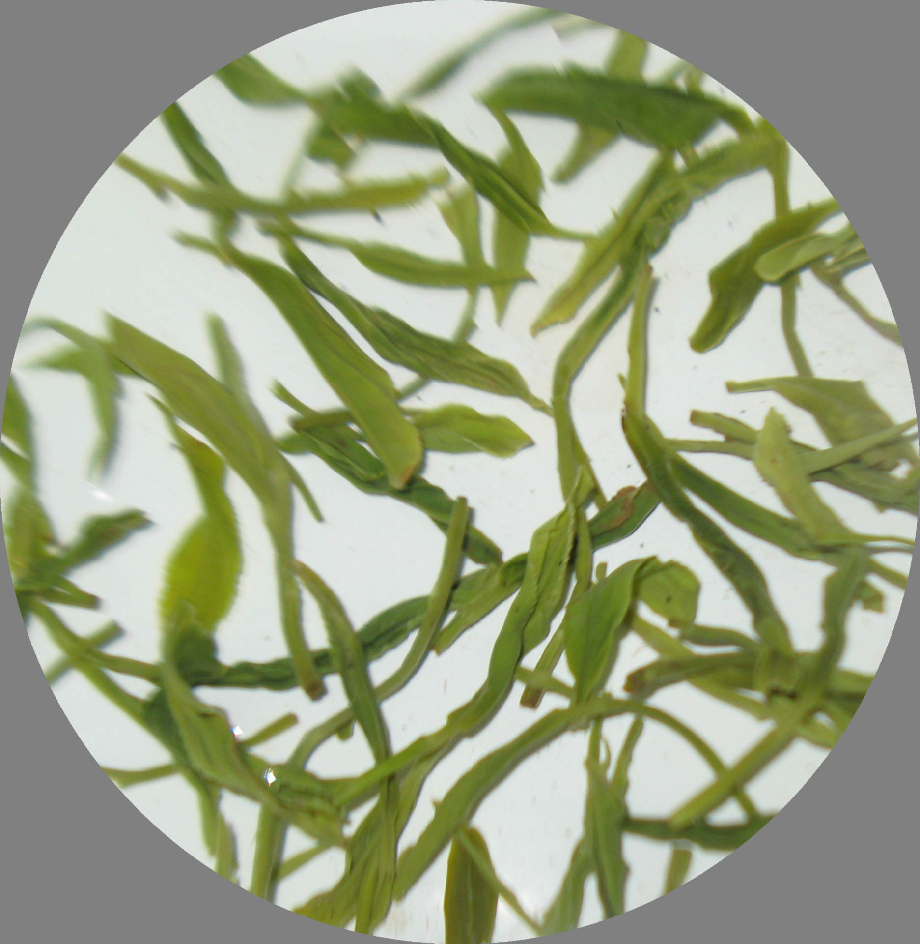 茶蒲子雨前绿茶50克 25克 自产自销