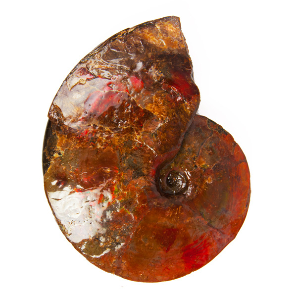 斑彩石斑彩螺艺术摆件李居明斑彩螺加拿大斑彩螺化石观赏