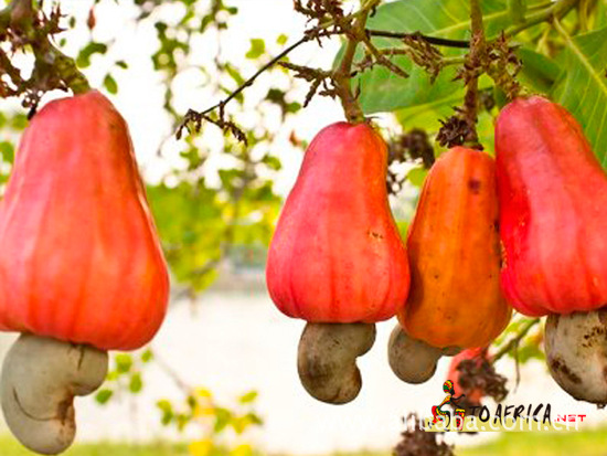 &nbsp; 商品:生腰果产于2013年 产地:贝宁(无尼日利亚,布基纳法索