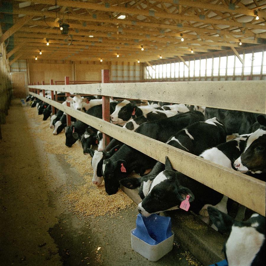 低价格高品质育肥肉牛价格 养殖场供应新出栏奶牛小牛犊免费运输