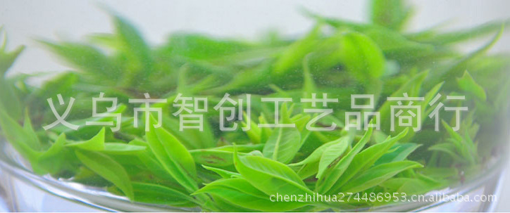 毛冬青嫩芽05