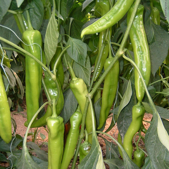 蔬菜种子 亮剑辣椒种子 大果青黄皮尖椒 青椒 味辣 中早熟 10g/包