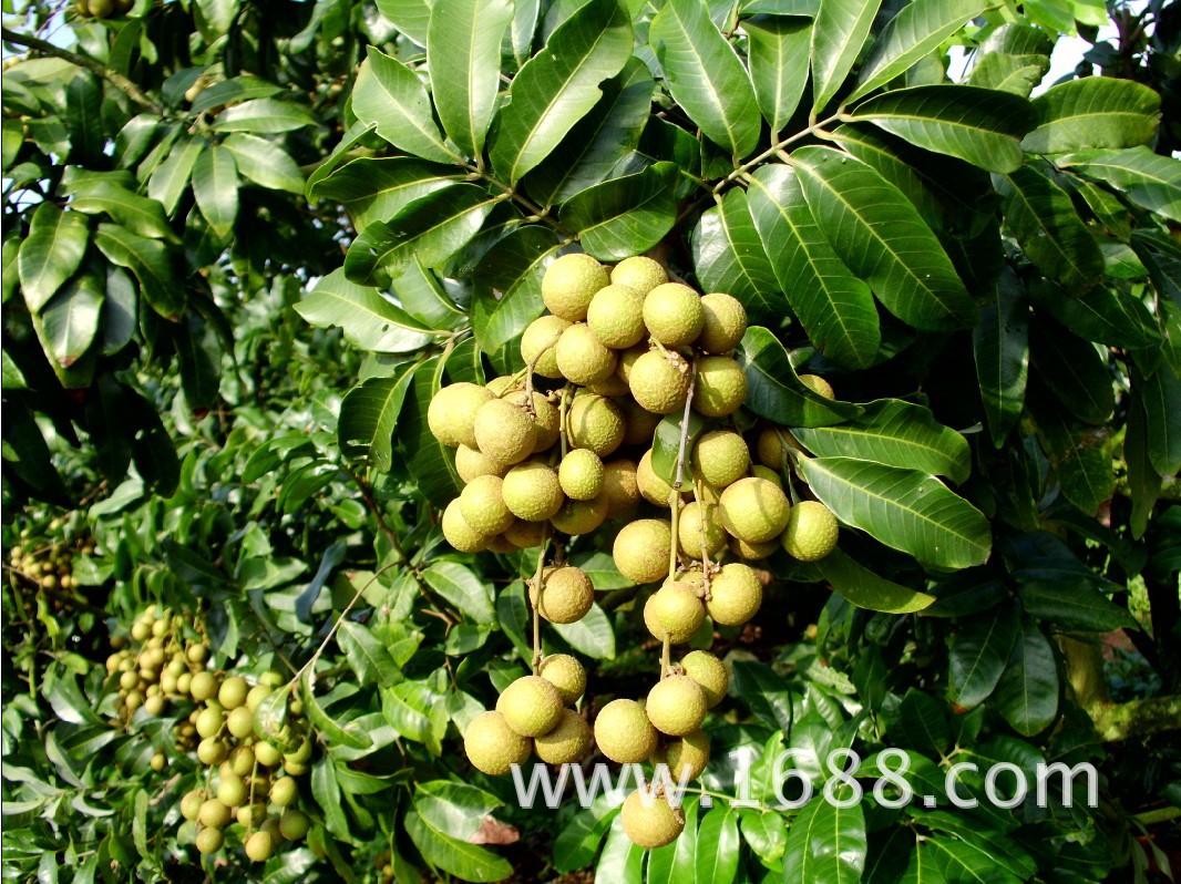 绿杨参龙眼,大量供应