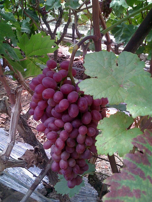 红提又名粉红亚都蜜 红色宝石 欢迎来订购 价格面议或电联_葡萄_列表