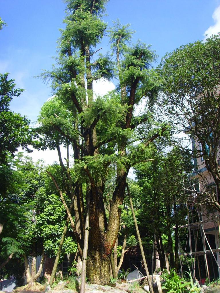 杜松 漳州杜松 福建杜松图片_6