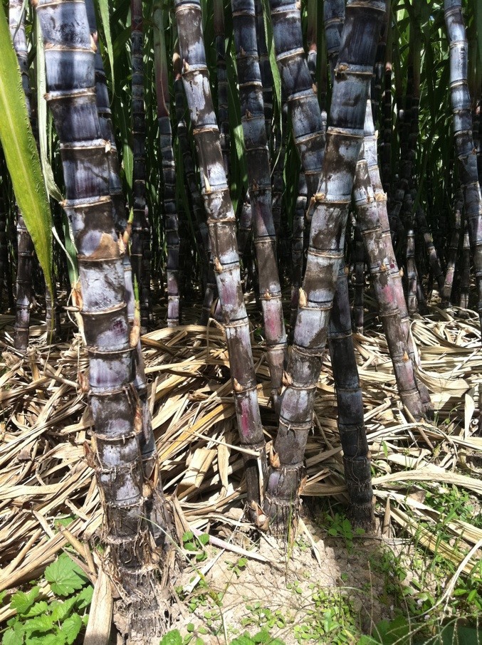 甘蔗黑皮甘蔗水果甘蔗紫皮甘蔗