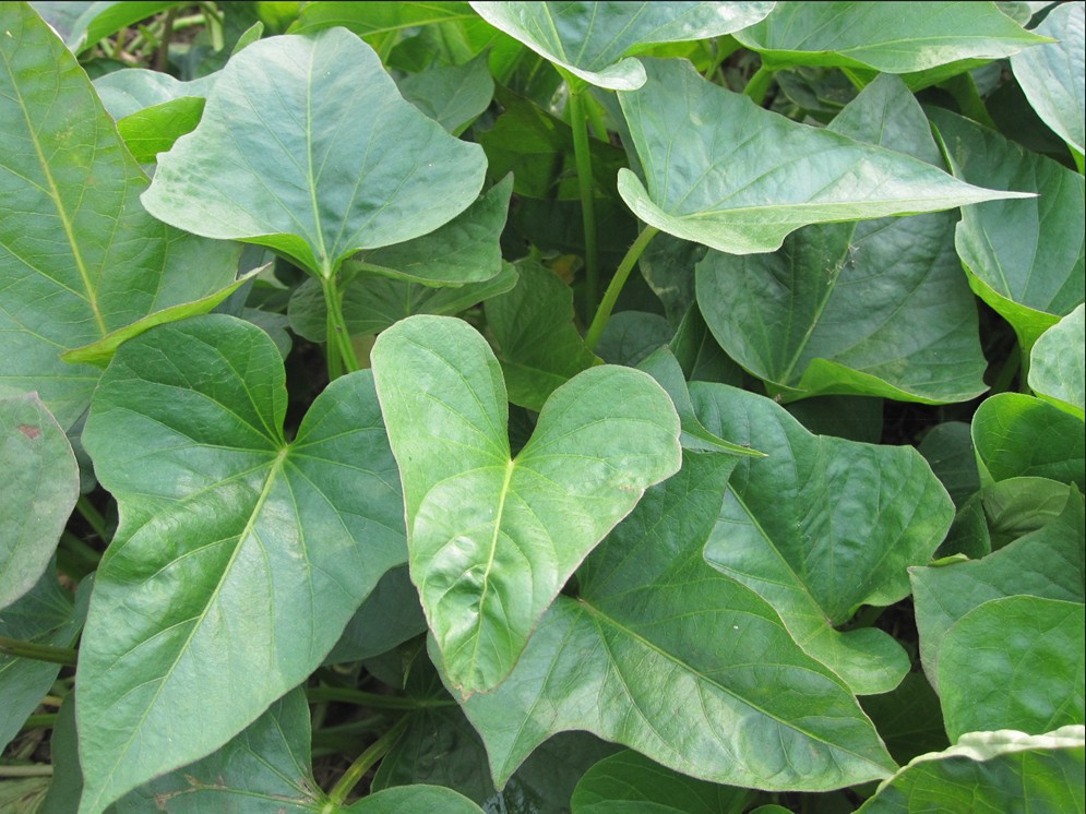 红薯甘薯山药山芋