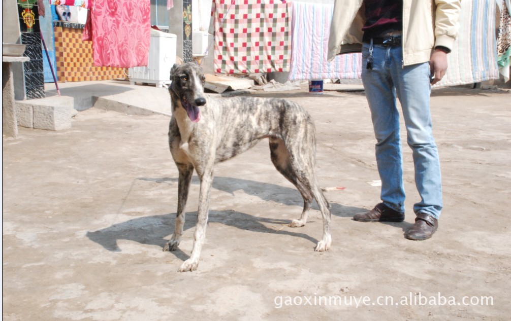 1-2年的純種優質格力犬.靈緹犬.細犬.惠比特犬山東高鑫牧業