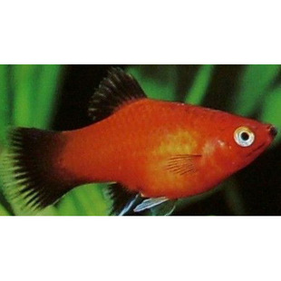 黑尾月光鱼 1对 500起拍