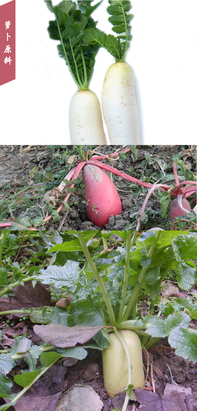 湖北恩施特产 农家自制酸萝卜 老坛泡菜 腌咸菜