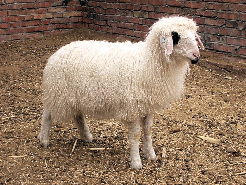 羊肉,宁夏盐池滩羊肉,羔羊肉,大量白条山羊肉