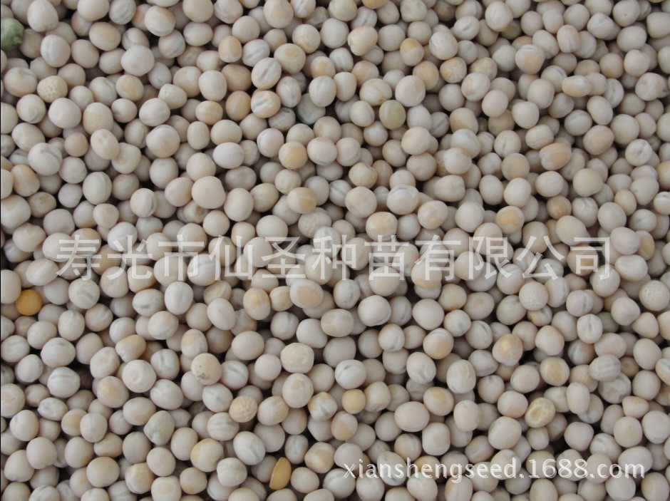 寿光特色无公害绿色芽苗菜种子 豌豆苗种子 白豌豆 麻豌豆种子