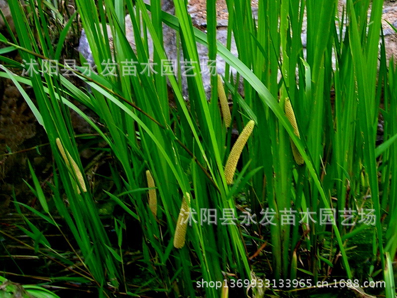 水生植物水菖蒲 泥菖蒲 大葉菖蒲 花菖蒲 蘆葦水蔥各類水生植物圖片_3