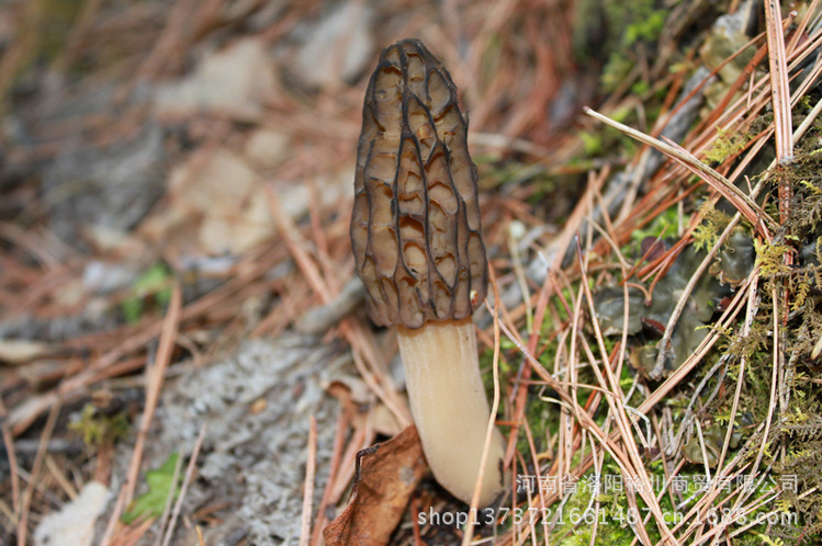 批发伏牛山野生羊肚菌 食用菌干货 价格优惠 品质保证