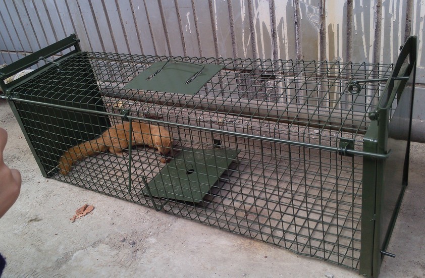 厂家提供 天利达不折叠踏板式捕捉笼机械原理无伤害