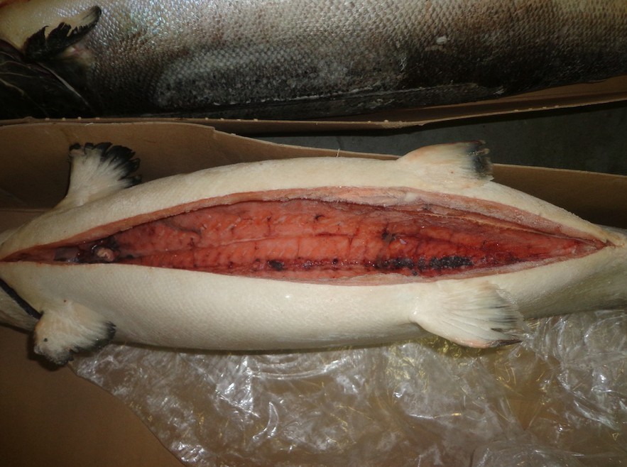 鲑鱼色斑图片