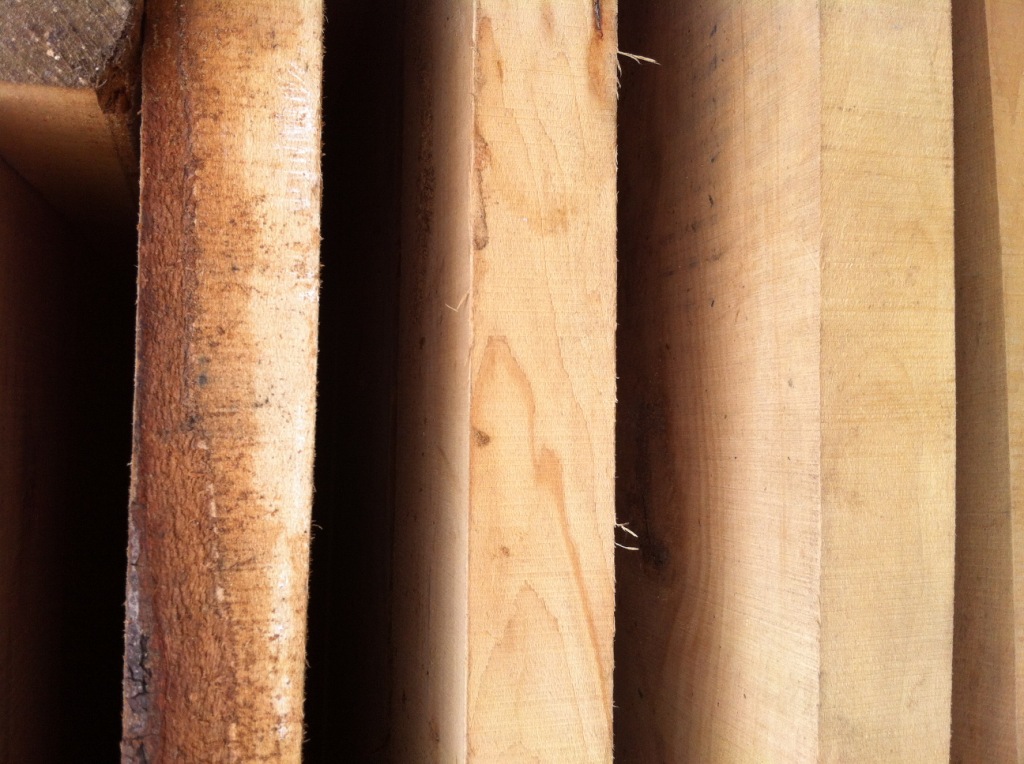 荷木 优质价廉荷木