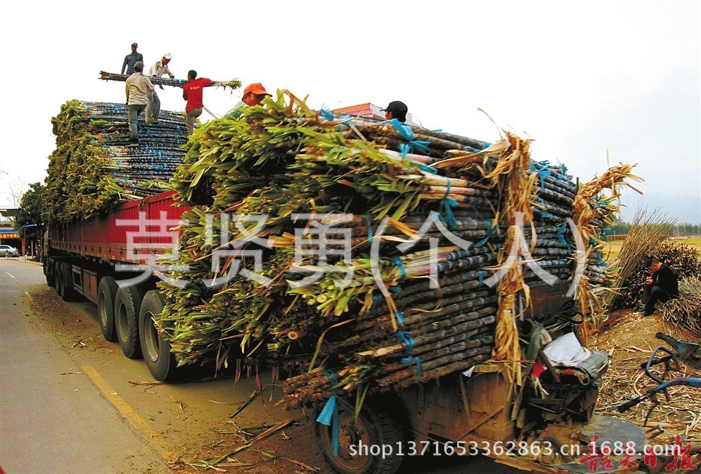 原料輔料,初加工材料 農產品 生鮮水果 甘蔗 廣西靈山武利黑甘蔗,白