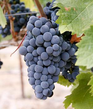 【中秋抢先囤】法国原瓶装进口红 曼丹美人鱼干红葡萄酒750ml