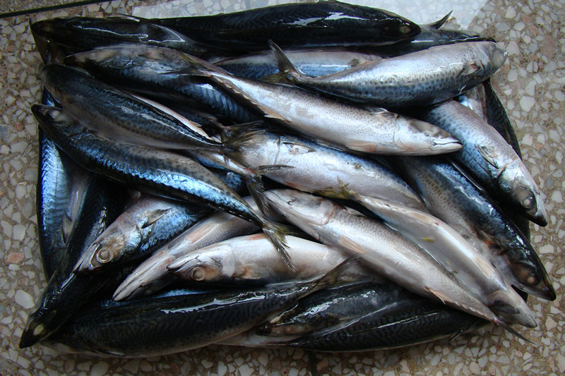 鲭鱼 福建鲭鱼鱼 野生鲭鱼 冷冻鲭鱼