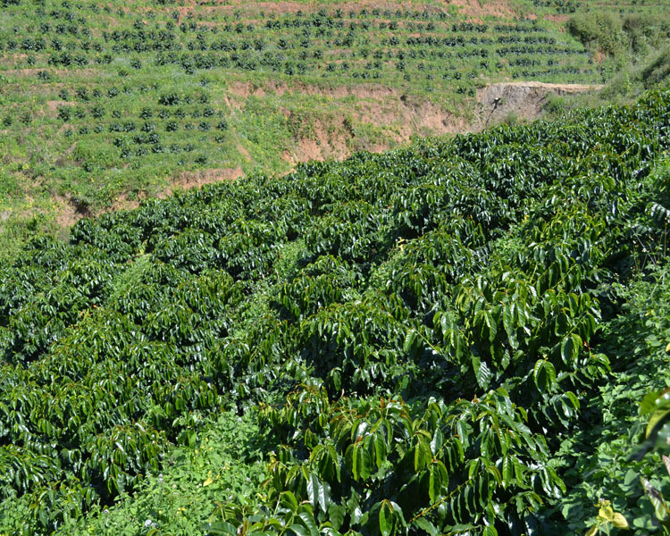 咖啡种植区域图片