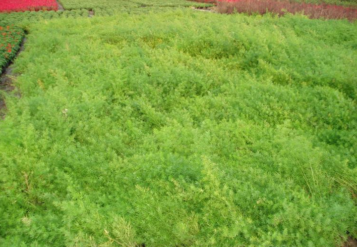 昆明雲南鮮花切花基地批發熱賣配草天門冬1紮起批圖片_8