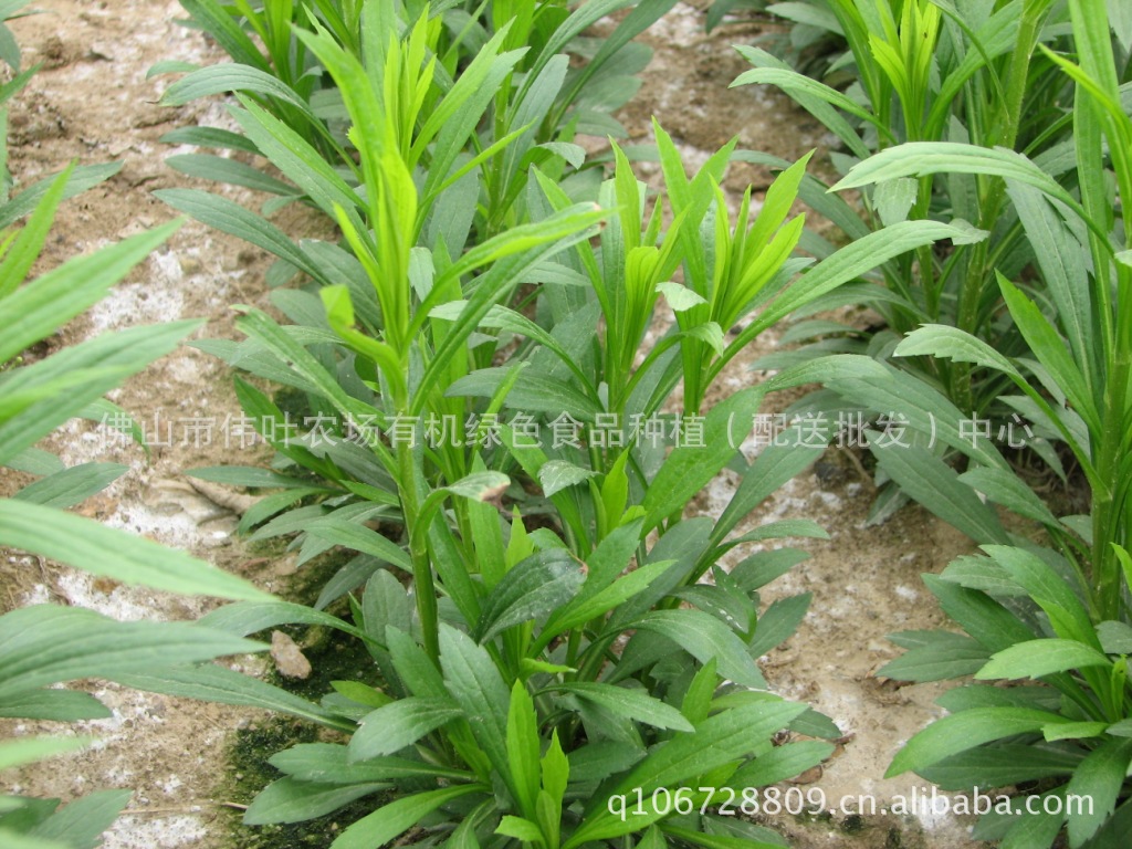 [自产自销]货真价实 切花黄莺花(加拿大一枝黄花)18元/扎图片_6