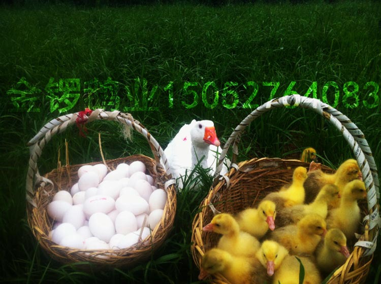 霍尔多巴吉白鹅苗