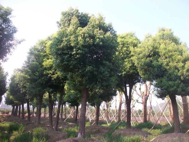 绿化树 香樟大树_乔木_列表网