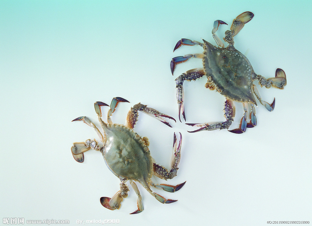 供应海蟹,海鲜蟹类,梭子蟹,各种蟹类批发