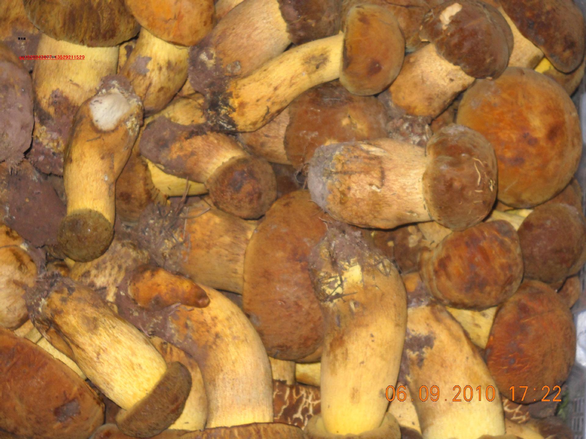 野生菌速冻黄牛肝