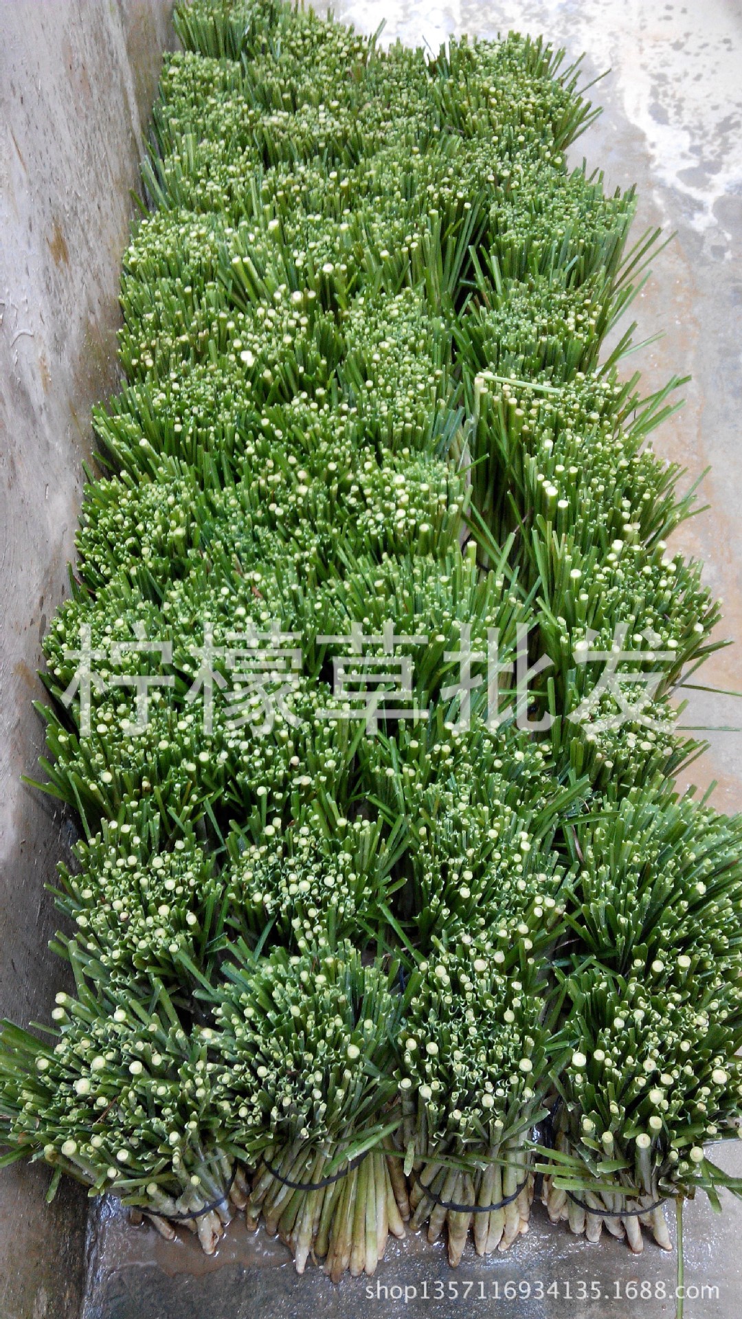 【新鲜柠檬香茅】价格,厂家,图片,其他蔬菜,柠檬草批发-马可波罗网