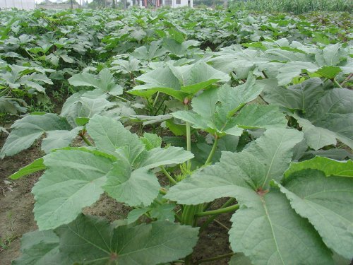 新鲜农场种植纯天然 黄秋葵 羊角豆 绿色有机蔬菜