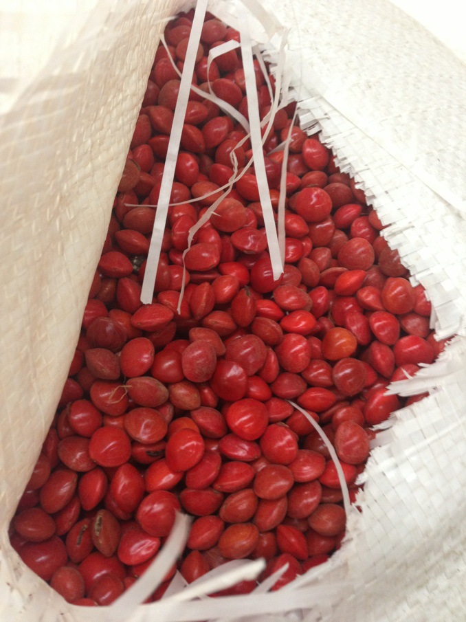 红豆 相思豆 菩提子 大量批发原料 10公斤起批