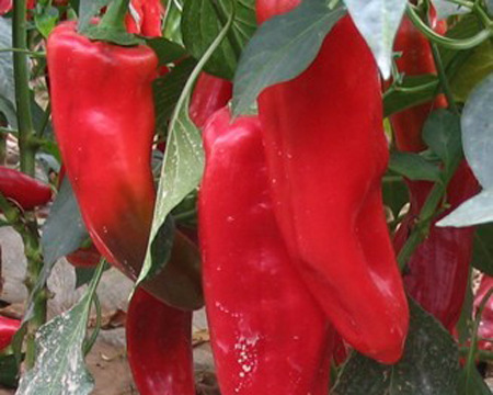 火烤坪长灯笼形 红色薄皮 微辣红椒 脆嫩化渣 口感好红牛角椒