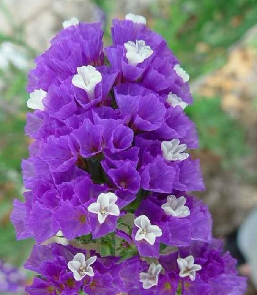 昆明呈贡斗南社悟儿花卉批发鲜花配花类勿忘我混批(紫色)